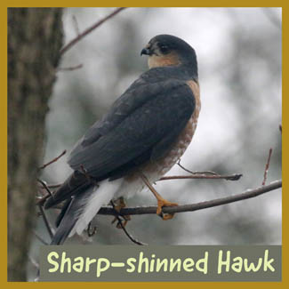 Sharp-shinned Hawk
